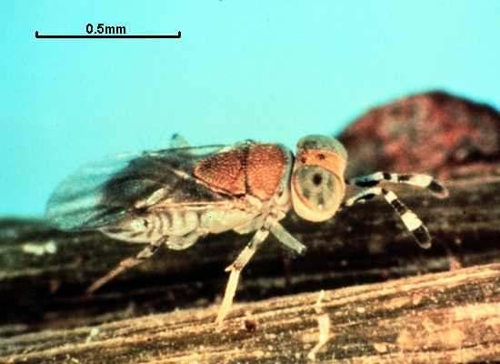 2.4. Metaphycus lounsburyi: biologia oliivikilpikän loinen pituus 2 mm, harmaanruskea pistiäinen. Naarasta ja koirasta vaikea erottaa paljaalla silmällä toisistaan loisii pääasiassa 3.