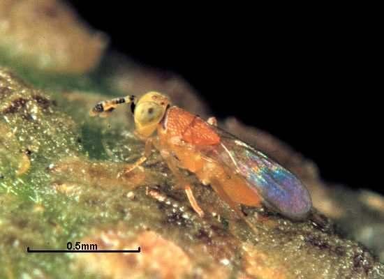 2.5. Metaphycus helvolus: biologia oliivi- ja parsakilpikän loinen Naaras keltainen /vaalean ruskea, noin 2 mm pitkä, tuntosarvet mustavalkoiset. Koiras musta.