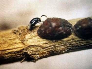 Scutellista caerulea (cyanea) toukkavaihe kestää 1-3 viikkoa, sen päälle kotelovaihe 1-3 viikkoa