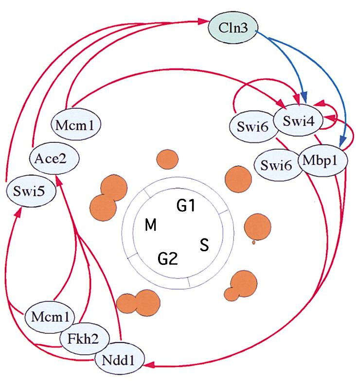 Whole Genome (Saccharomyces cerevisiae has 16 chromosomes + mitochondrial DNA) 1000 200,000 Whole Genome