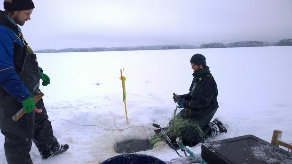 Kuhajärvien kalastusselvitys ja Pyhäjärven täplärapuselvitys Kuhanpyyntiä Pyhäjärven Sorvanselällä talvella 2019 Pirkkalan