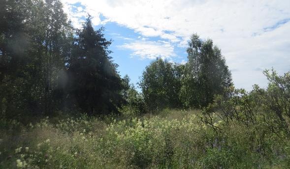 Pusikoitunut ranta-alue, jollaisia alueelta löytyy