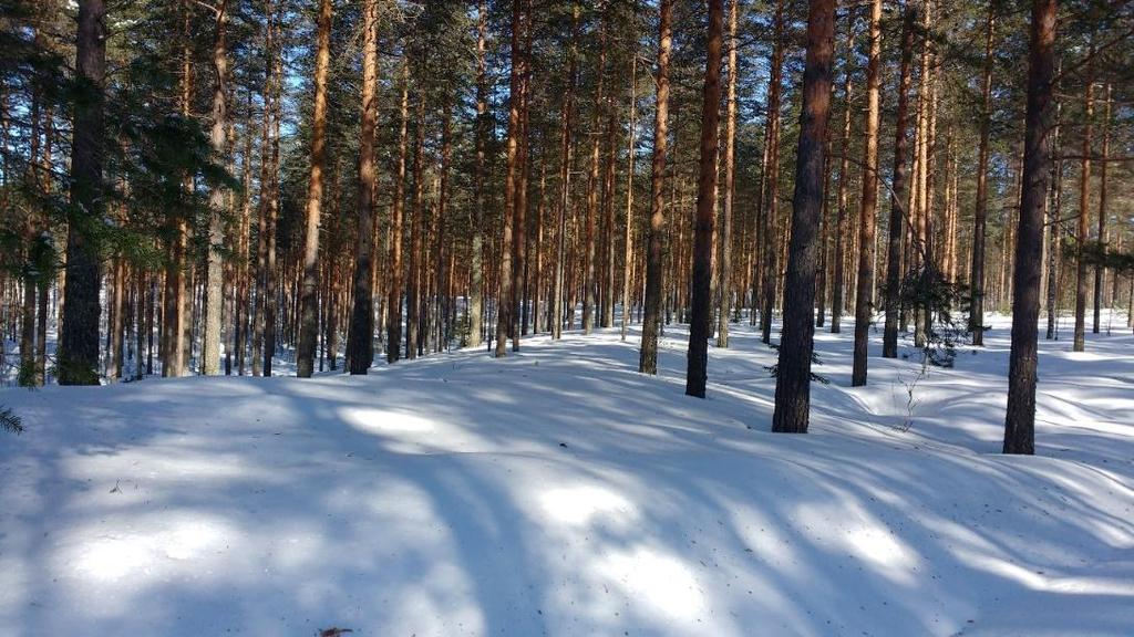 Pikarniemen pohjavesialuetta tutkimuspisteen