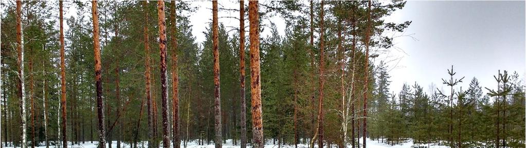 III-LUOKAN POHJAVESIALUEIDEN TARKISTAMINEN 34 Kuva 19. Syrjienniemi muodostuu tasaisesta hiekkakankaasta (kuva tutkimuspisteen E1318 kohdalta).