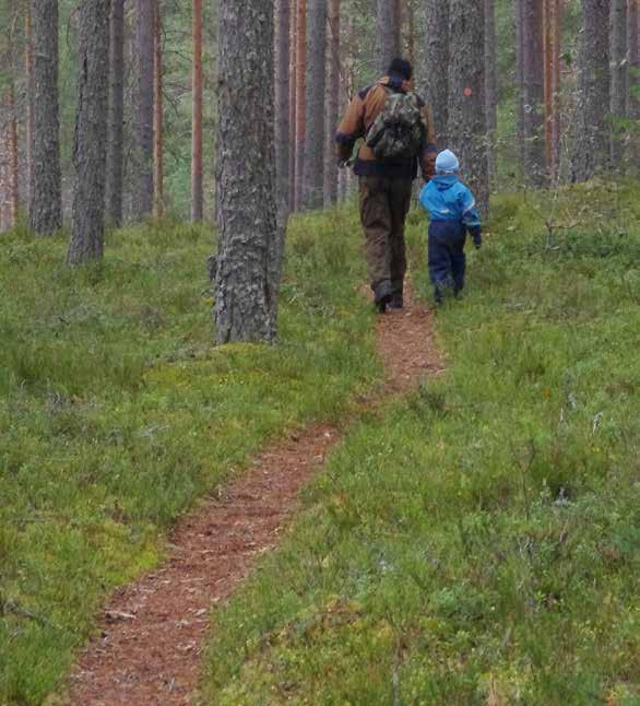 Jokamiehen oikeudet Ilman lupaa saat: Kerätä metsästä marjoja, sieniä, kukkia ja ruohokasveja. Kerätä käpyjä tai kuivia risuja maasta.