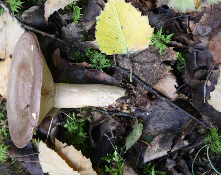 Haaparousku 0äää Lakin väri vaihtelee violetinharmaasta harmaansiniseen. Lakki on nuorena kupera ja muuttuu tasaiseksi, kun sieni vanhenee.