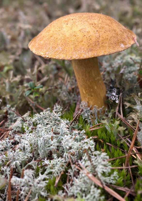 Kangastatti ää Keskikokoinen sieni. Kasvaa mänty metsissä ja rämeillä.