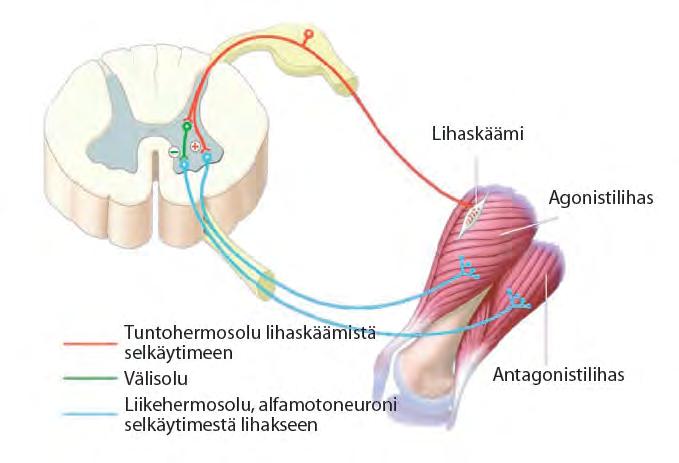 FYSIOLOGIAA: ASENNON YLLÄPITÄMISEN MEKANISMIT 1. LIHASJÄNTEYS (TONUS) reflektorinen säätely lihasvenytysheijaste alfa-gammamotoneuroniaktivaatio 2.