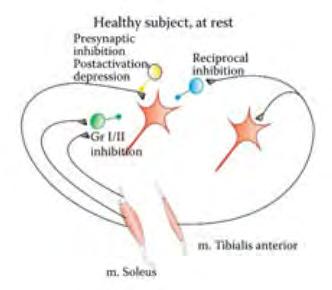 VENYTYSHEIJASTE JA SPASTISUUDEN SPINAALISTA PATOFYSIOLOGIAA II Ib/II-inhibitio levossa Motoneuronien inhibitorinen input Venytysheijasteiden