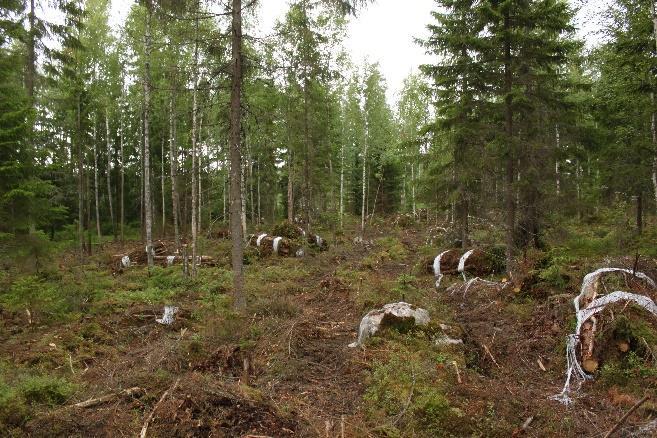 rauduskoivu vuorottelevat valtalajeina, mäntyä ja haapaa kasvaa sekapuuna.