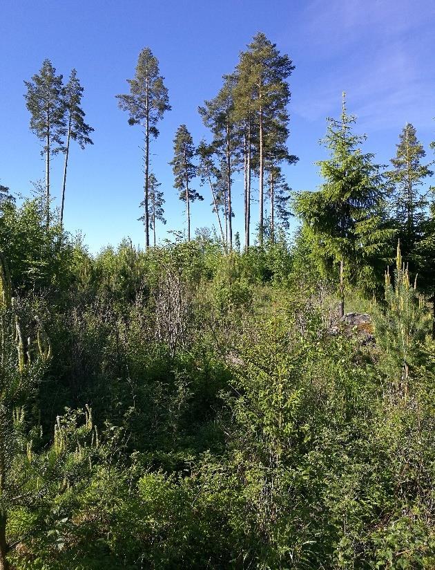 Heinät ovat vallitsevia, mutta näiden lisäksi kasvaa mm.