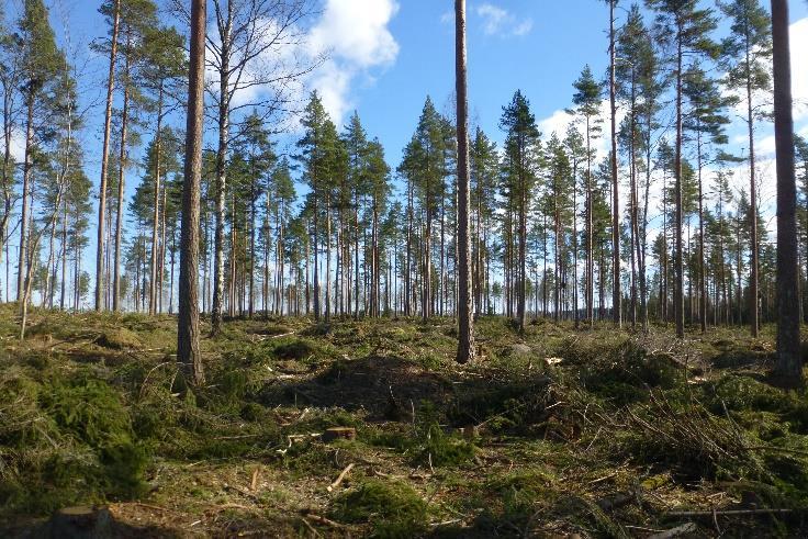 Liukonvuoren eteläosassa kasvillisuus selvityksen kuviolla 22 kasvaa varttunutta kuusta ja kookkaita haapoja.