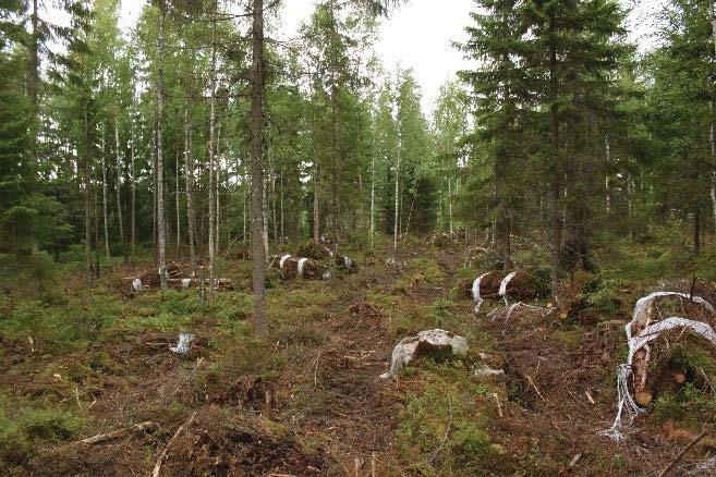 Liite 3: Kalalahden asemakaava-alueen luontoselvitykset 2017 rauduskoivu vuorottelevat valtalajeina,