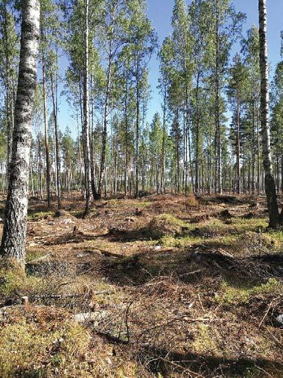 3: Pellon reunaan sijoittuva kuvio, jonka valtapuuna kasvaa rauduskoivu.