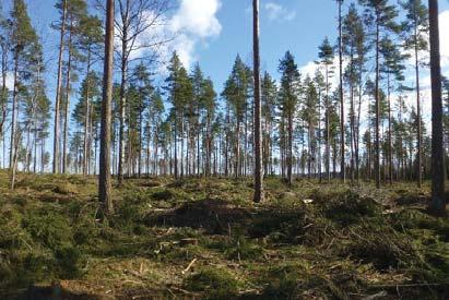 Liukonvuoren eteläosassa kasvillisuus selvityksen kuviolla 22 kasvaa varttunutta kuusta ja kookkaita haapoja.