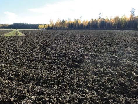 Kivet ovat siis nykyisellä tilusrajalla, joka on merkitty myös vuoden 1959 peruskarttaan. Vuoden 1783 isojakokartalla paikalla ei ole rajalinjoja.