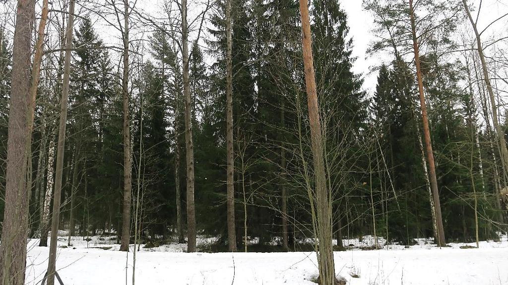levähdyspaikan lähellä. Kuva 4.
