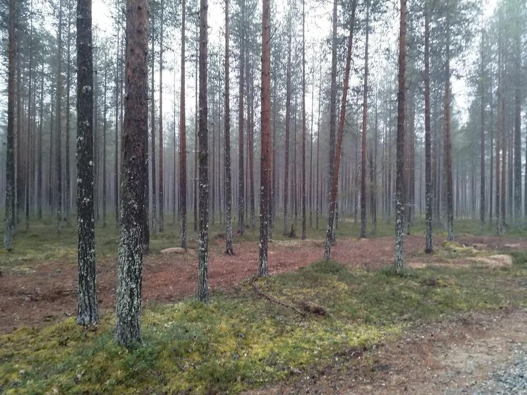 FCG SUUNNITTELU JA TEKNIIKKA OY Kaavaselostus 6 (23) Kuva 6: Hossanniemen mäntykangasta. Luontokeskuksen alue on myös suurelta osin mäntykangasta.