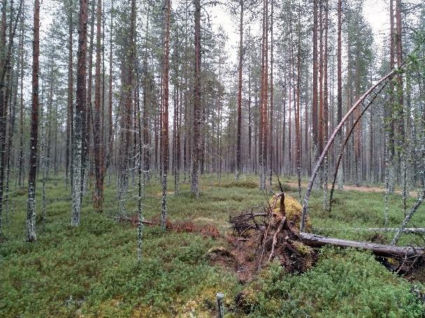 FCG SUUNNITTELU JA TEKNIIKKA OY Kaavaselostus 12 (23) ollaan harjoitettu