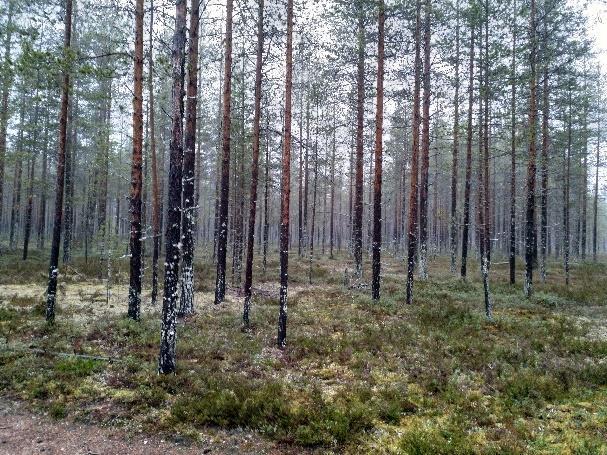 Alueella ei ole tiedossa olevia harvinaisia tai uhanalaisia kasvi tai eläinlajeja.