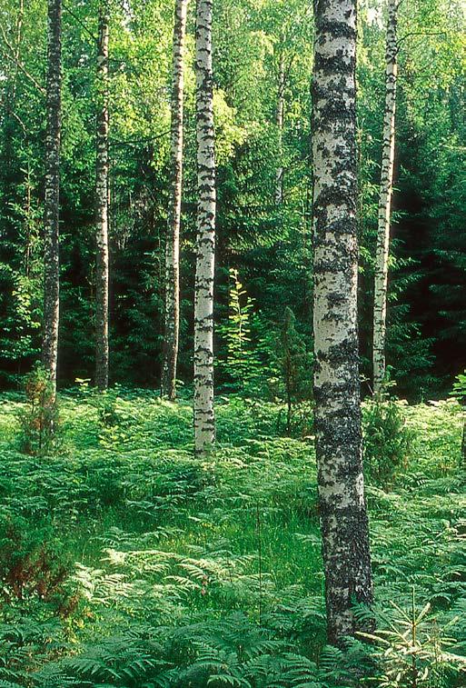 1. Toimitusjohtajan katsaus 2012 Uudelle polulle tukevat eväät repussa. Viime vuonna saimme lähteä rakentamaan ja kokemaan ainutlaatuista muutosta. Leijona Catering Oy aloitti toimintansa 1.1.2012, ja iso osa suomalaista ruokapalvelualan historiaa astui uudelle taipaleelle.