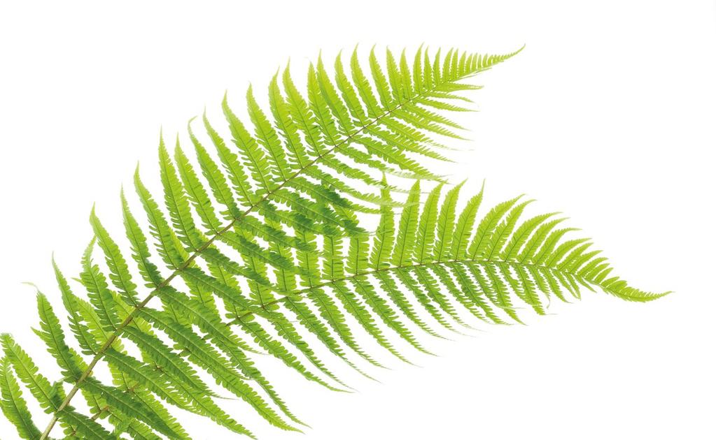Arvon luominen PALVELUT: Puukauppa Metsien osto Metsänhoitotyöt Vuokraoikeudet Virkistyskäyttö TALOUDELLISET: Kasvava ja kannattava liiketoiminta Osingot ja arvonnousu omistajille Henkilöstön palkat