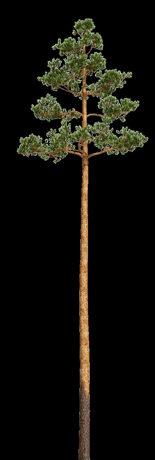 Strategia MISSIO Luomme kestävää hyvinvointia metsästä. VISIO Olemme metsien vastuullisen käytön suunnannäyttäjä.