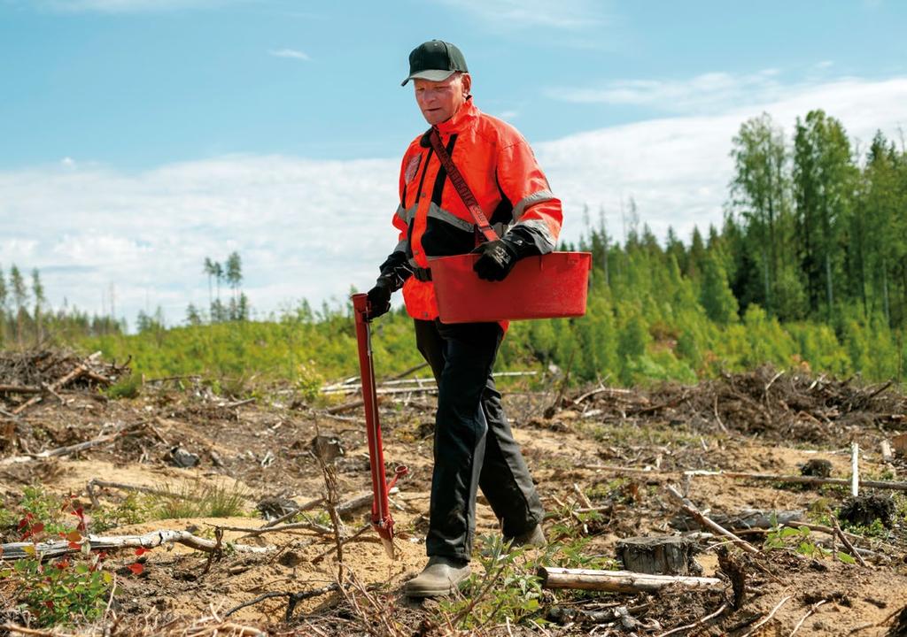 Ympäristö VASTUULLISUUS Sixten Sunabacka, toimitusjohtaja, Tornator Oyj Q & A: METSIEN KÄYTÖN OIKEUTUS Q: Miten Tornator suhtautuu avohakkuiden kieltämiseen liittyvään keskusteluun?