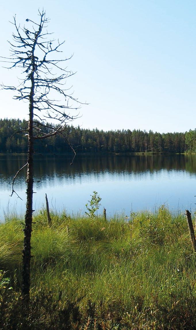 Ympäristö VASTUULLISUUS ILOMANTSIIN MERKITTÄVÄ SUOJELUALUE YHTEISPINTA-ALA 341 HEHTAARIA Tornator perusti Ilomantsin Valkeajärvelle merkittävän yksityisen