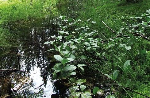 Rauhoitettu alue on geologisesti ja maisemallisesti arvokas ja se käsittää kaavan suojeluvarauksia sekä Natura- ja METSO-suojelualueita.