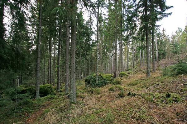 2 Kauppi-Niihamaan perustettiin vuonna 2011 Soukonvuoren luonnonsuojelualue, joka on pintaalaltaan reilut 45 hehtaaria.