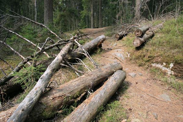 Kuntien virkistys- ja muiden metsien lisäsuojelulla ja maltillisella hoidolla voidaan parantaa merkittävästi monien harvinaistuneiden metsäisten elinympäristöjen tilaa.
