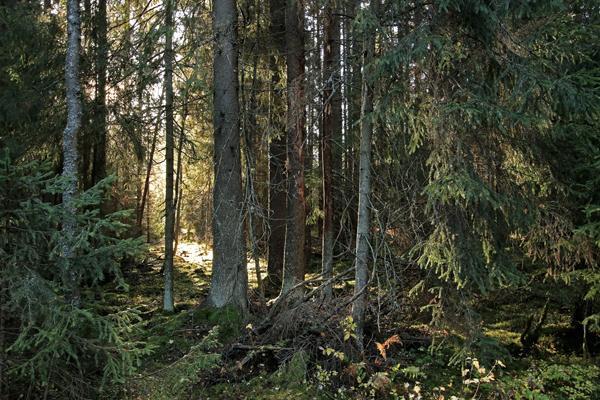 4 Kuntametsien sijainti, käyttö ja yksityisiä talousmetsiä suuremmat pinta-alat tekevät niistä kokonaispinta-alaansa merkittävämpiä niin virkistyskäytön kuin luonnonsuojelunkin näkökulmasta.