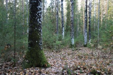 Kuvat 21, 22 ja 23. Soukonvuoren luonnonsuojelualueen laajennuksella suojeluun saataisiin uusia arvokkaita alueita Alasjärven pohjoispuolelta (21) aina Näsijärven rantaan saakka (22, 23).