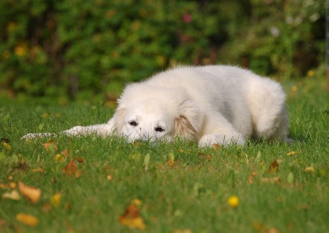 ROP-KASVATTAJA KENNEL SNOWHITE COWBOYS kasvattaja: Riikka Lahti Teija Riukka KASVATTAJALUOKKA Kennel Haltiavuoren, 3KP 2 yhdistelmää. Päissä melko suuria eroja. Mittasuhteet oikeat.