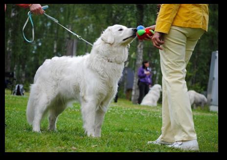 ( Haltiavuoren Ewok, Haltiavuoren Davadat, Haltiavuoren Duhova Dusa, Haltiavuren Ealaskas) Snowhite Cowboys Beeta, 1KP,