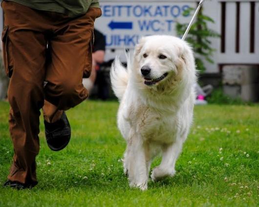 Oikein kulmautuneet raajat. Melko pitkät käpälät. Oikea askelpituus. ERI, PARAS UROSKOTIKOIRA, PARAS KOTIKOIRA.