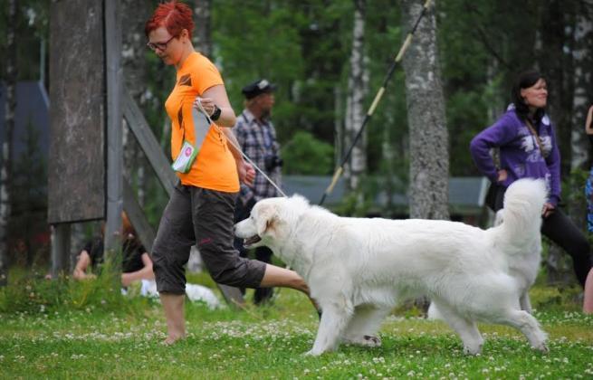 Kovin vaalea pigmentti kirsussa. Suurehkot erinomaiset tummat silmät. Melko voimakkaat kulmakaaret.