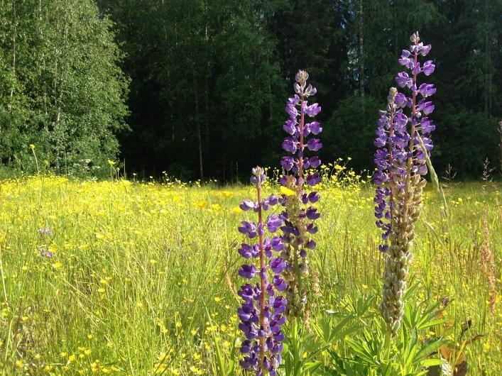 S ivu 5 misen tiellä etenemistä, kellontarkkaa dieetin noudattamista, pienten lisäannosten avulla saavutettua nopeampaa painonpudotusta, syömisen pulmiin liittyviä oivalluksia, naurua, tsemppaamista