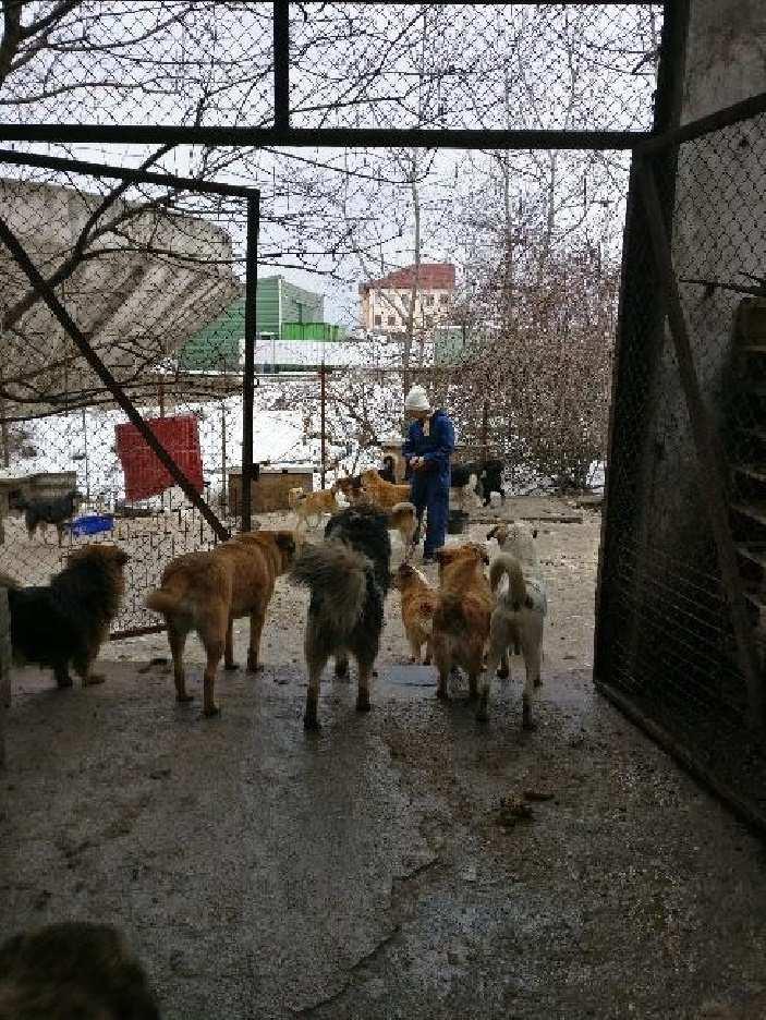 Olimme kuulleet Mialta, Helenalta ja Mintulta, että kaupungintarha on melko lohduton paikka, jossa koiria on yhdessä häkissä aivan liikaa ja että näille raukoille kannattaa antaa extrapaljon namia.