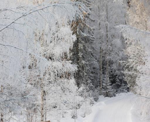 Esityksen sisältö Stora Enso Muutosmatkalla uusiutuvien materiaalien yhtiöksi Uusia tuotteita Stora Enso