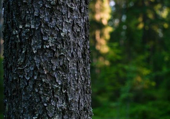 Luomme uusiutuvaa tulevaisuutta biotaloudessa - Tukena