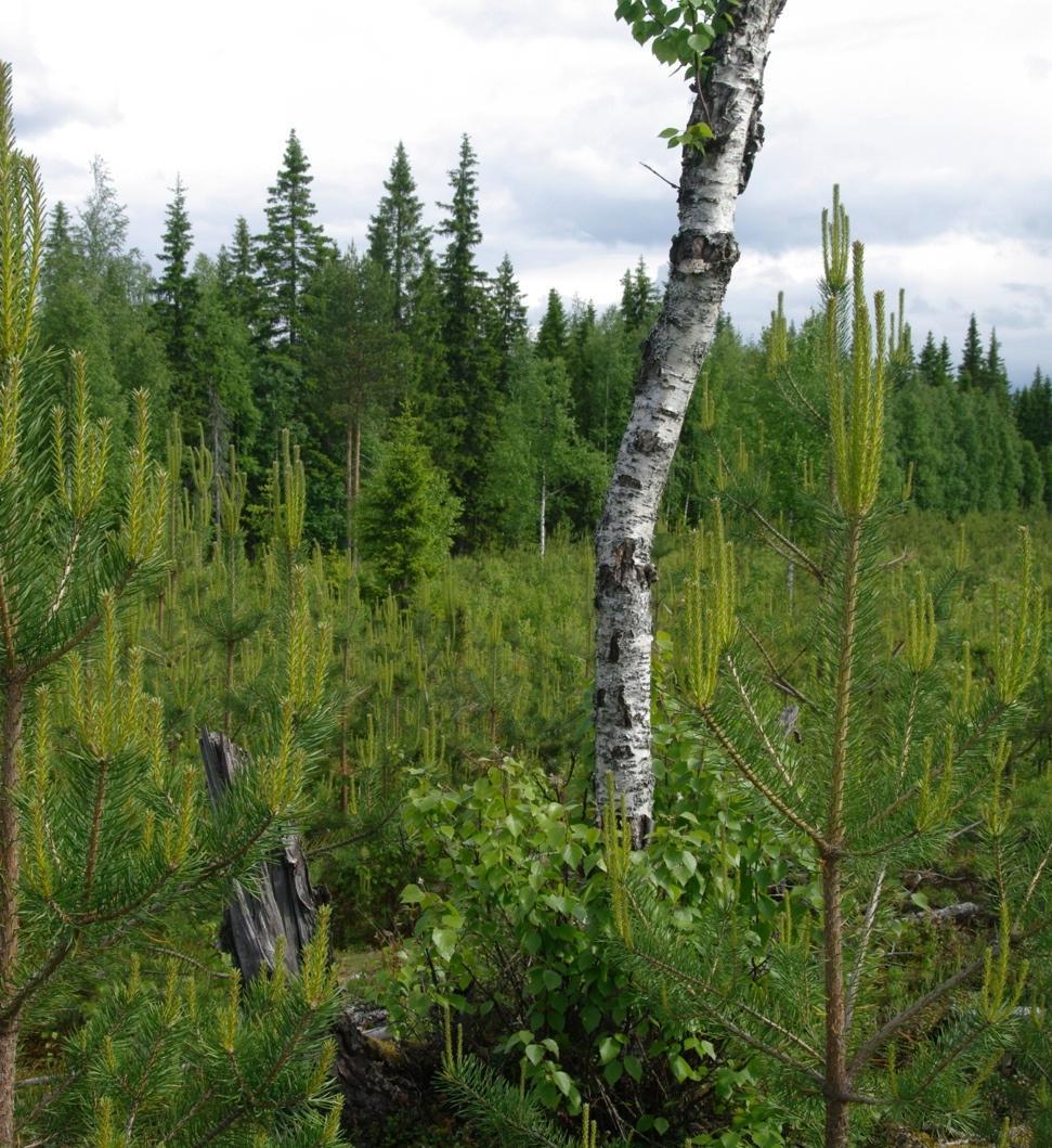 YHTEISMETSÄN VARALLISUUDEN ARVON MÄÄRITYS ON TÄRKEÄ OSA OSUUDEN ARVONMÄÄRITYKSESSÄ Osuuden