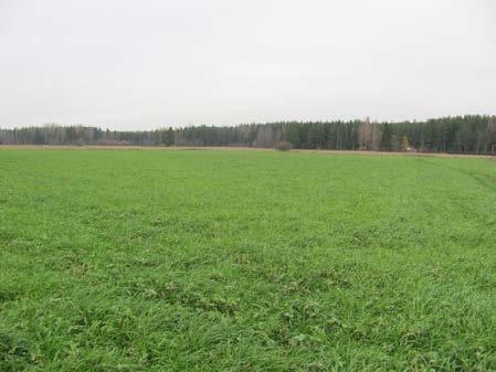 Kerääjäkasvien moninaiset hyödyt Osa 3 Hyöty irti Paljon biomassaa: