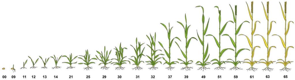 Refine Super SX - käyttömäärät ja ajankohta Kevätviljat 20-30 g/ha + kiinnitettä 0,5 dl/100 L vettä Syysviljat, keväällä 25-30 g/ha +