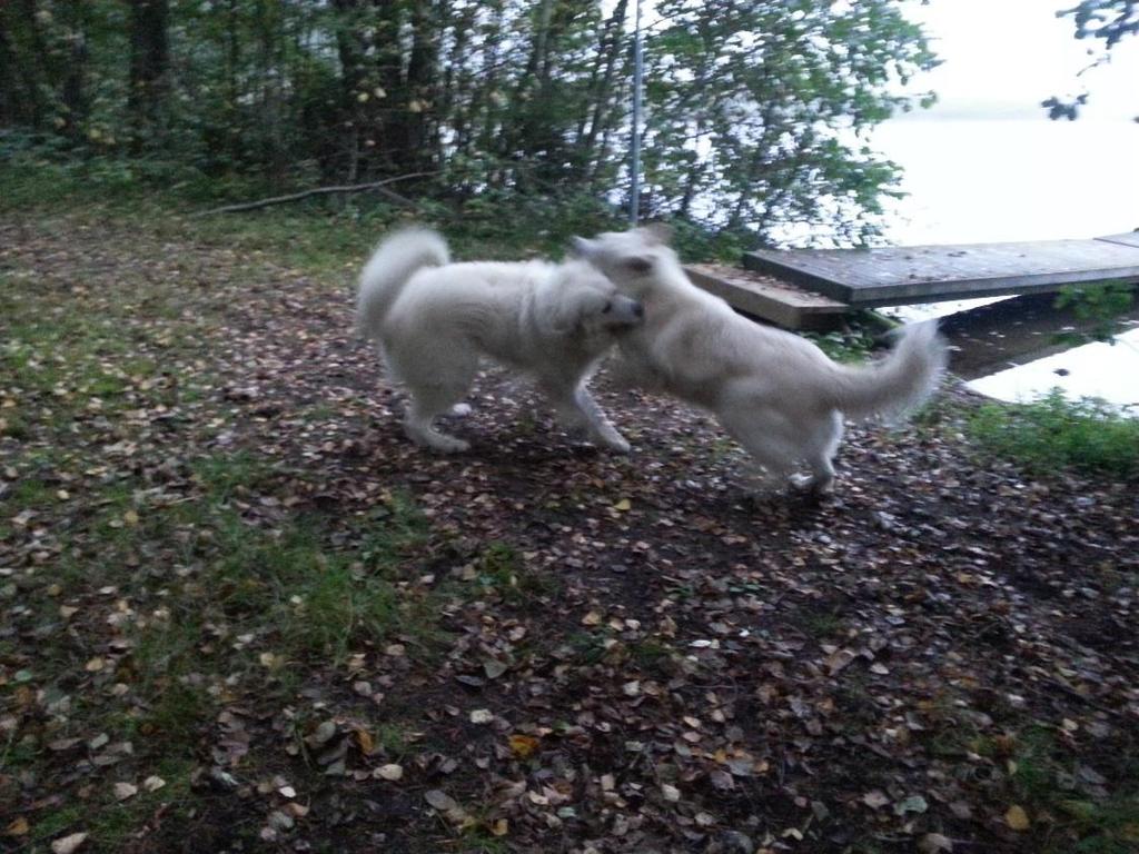 jolloin pyöräilijä pysäytti ja kääntyi kysymään sattuiko minua.