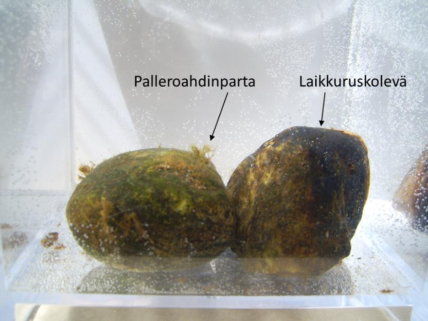 Kuva 2. Kaksi pohjalta poimittua kiveä akvaariossa. Palleroahdinparta muodosti noin 10 20 mm korkuisen ja peittävyydeltään 10 90 % kasvuston. Laikkuruskolevää esiintyi kivien pinnoilla. 5.2. Pohjaeläimet Putkinäytteet Linjojen näytepisteistä löytyi vuonna 2018 yhteensä kaksi pohjaeläin taksonia (taulukko 4).
