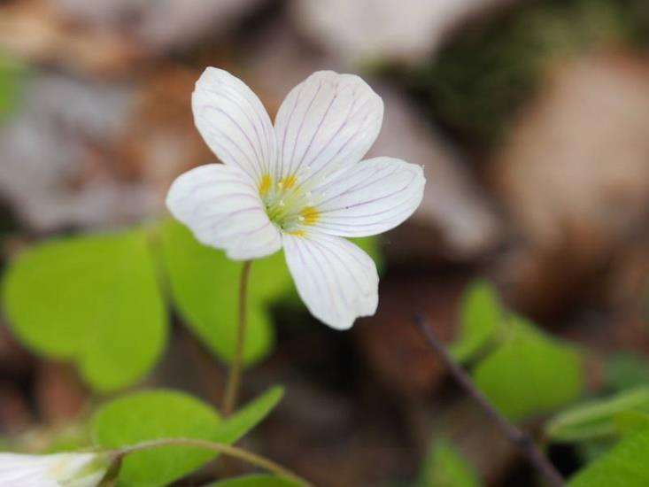 Yhteystiedot Sisä-Suomen asiakaspalvelu Puhelin: +358 (0)206 39 5270 ma - pe klo 9-15 Sähköposti: sisasuomi@metsa.fi Tuula Peltonen Puistonjohtaja Puh.