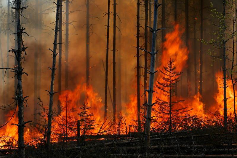 Työpaikkoja, terveyttä ja hyvinvointia Rikas luonto on henkisen ja fyysisen hyvinvoinnin lähde. Luonto virkistää ja rauhoittaa, kuntouttaa ja kotouttaa.