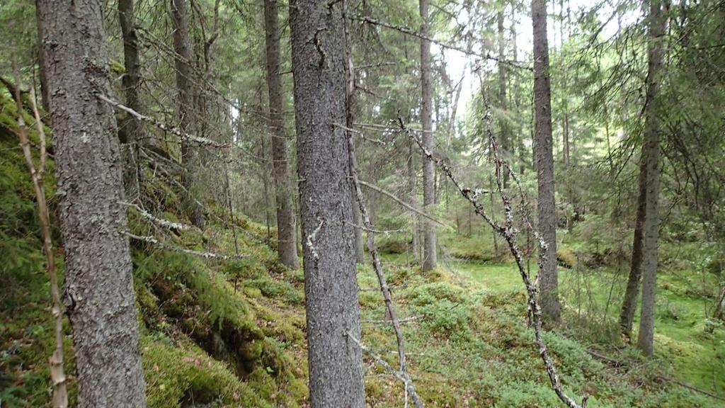 Muista sammalista paikoin esiintyy kiiltolehväsammalta (Pseudobryum cinclidioides) sekä kuivemmilla kohdilla kangasmetsän lajeja kuten seinä- ja metsäkerrossammalta.